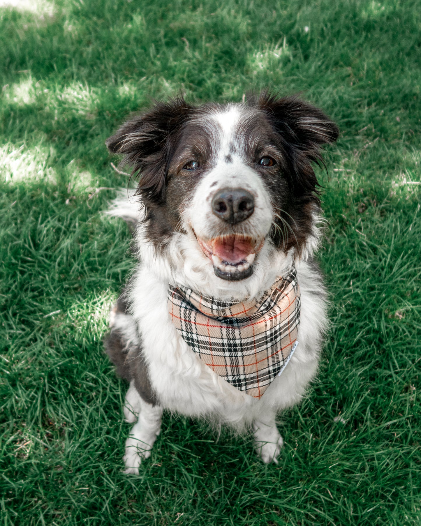 Furberry Dog Bandana