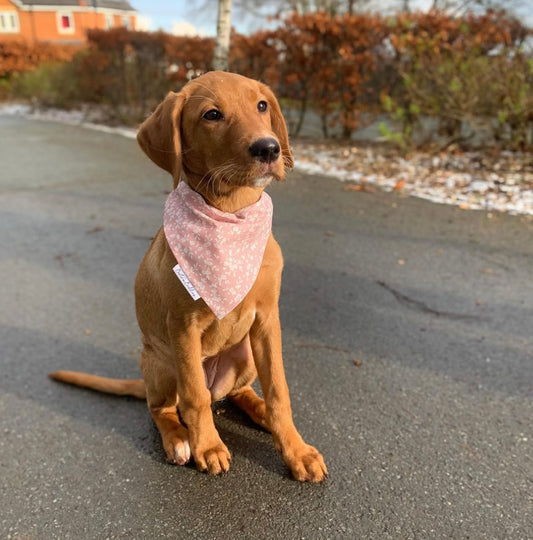 Pretty in Pink Dog Bandana