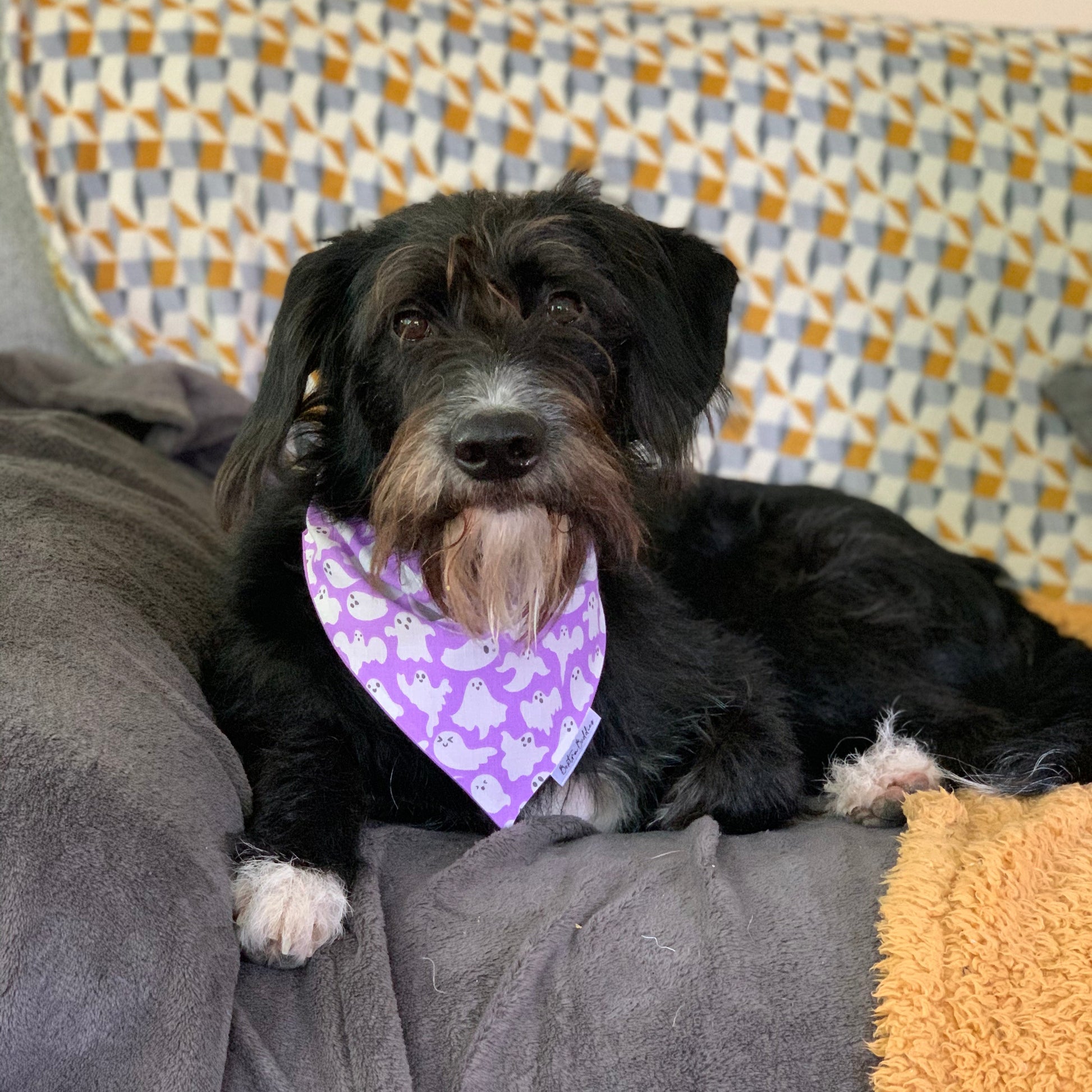 Black dog with a purple bandana with ghosts sitting on a couch