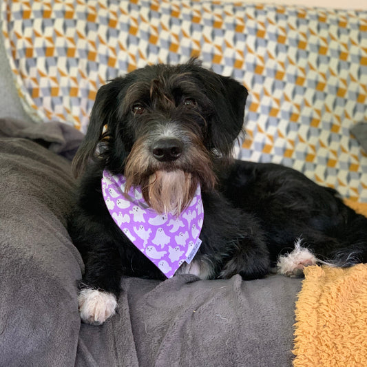 Black dog with a purple bandana with ghosts sitting on a couch