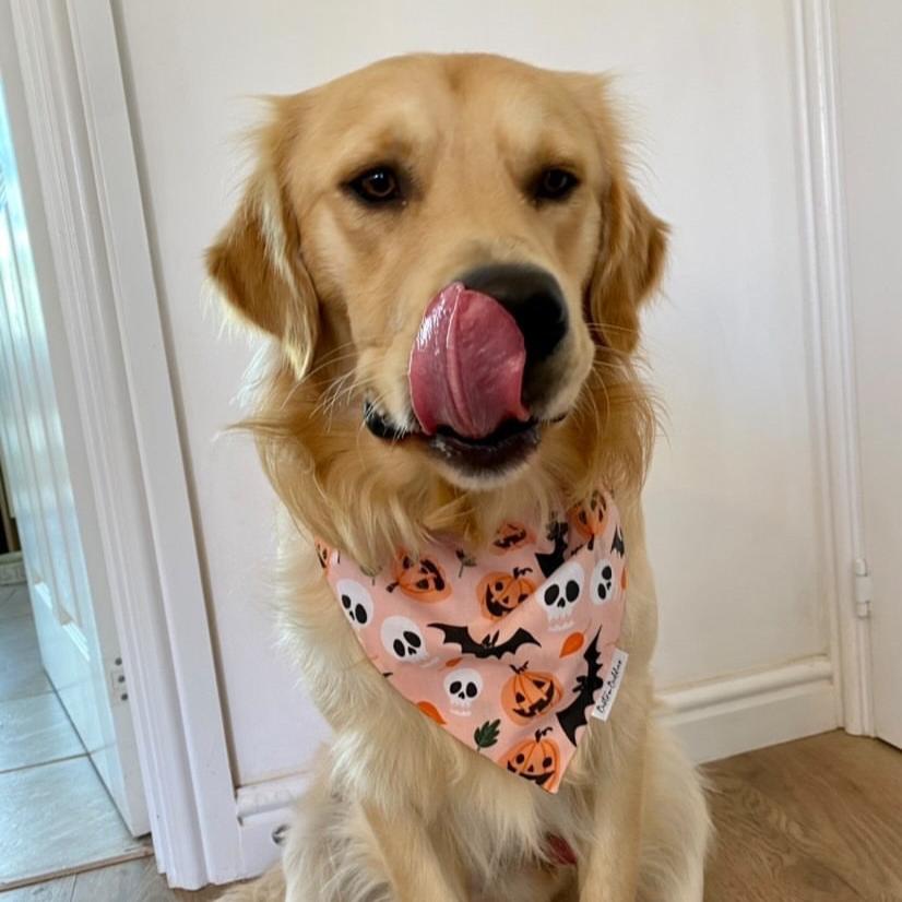 Peachy Pumpkins Bandana