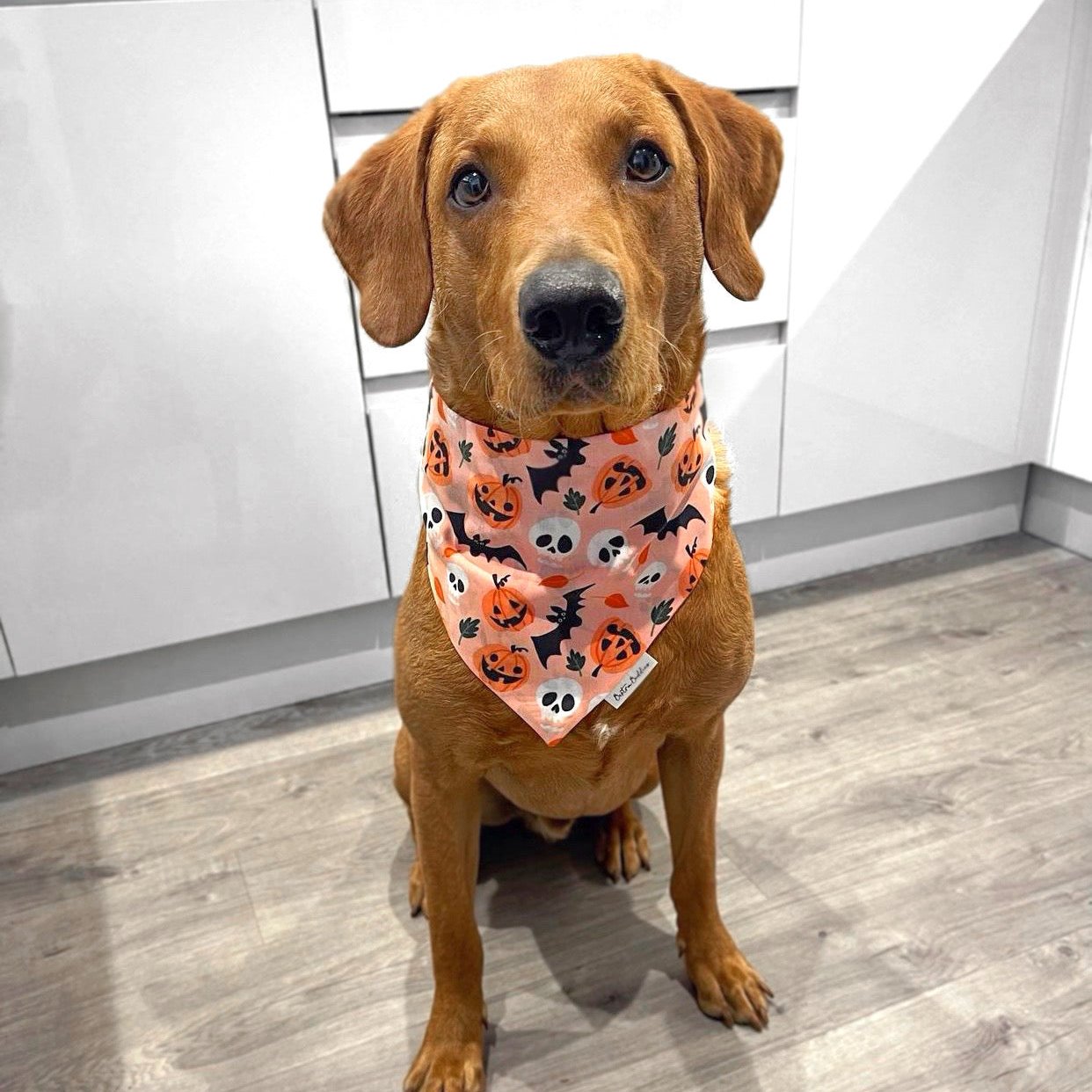 Peachy Pumpkins Bandana