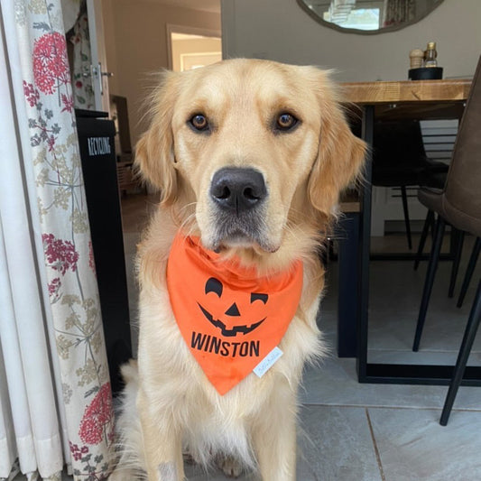 Dog wearing an orange bandana with a pumpkin design indoors.