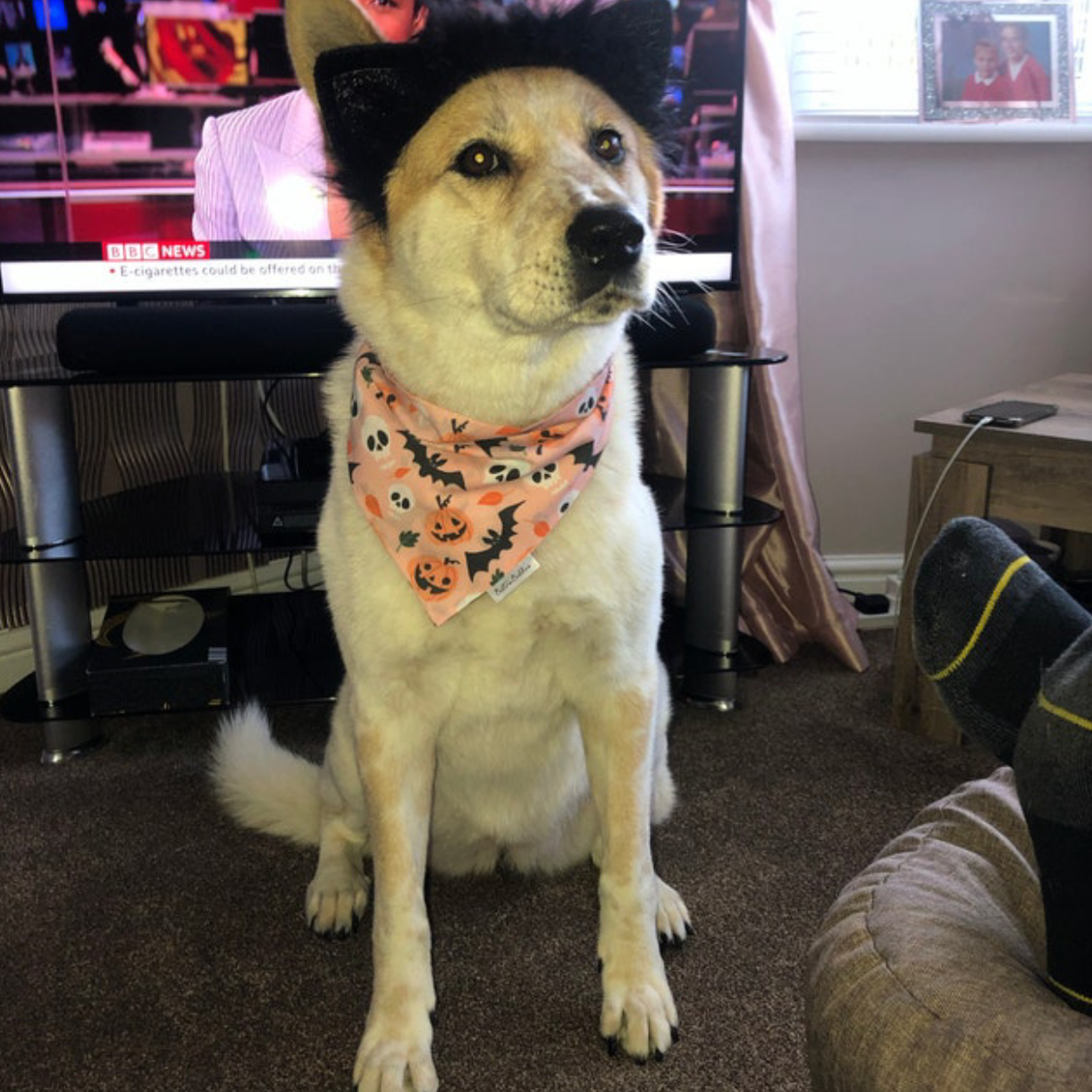 Peachy Pumpkins Bandana