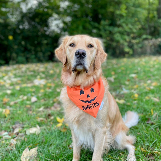 Dog wearing an orange Halloween bandana with a pumpkin design in a grassy outdoor setting.