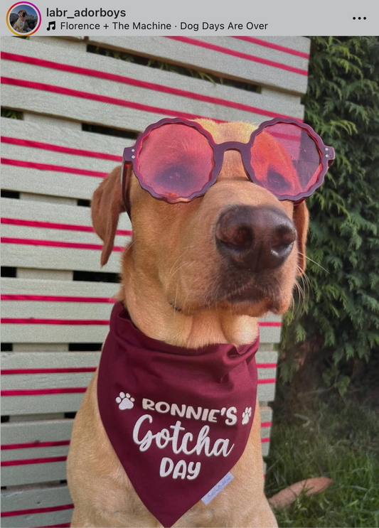 Personalised Gotcha Day Bandana