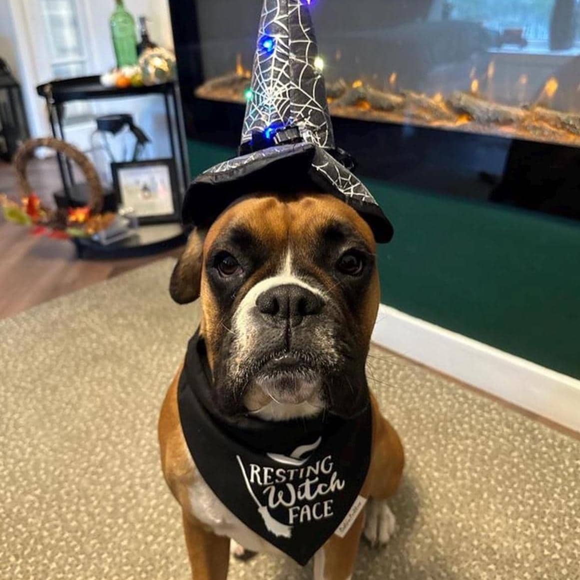 Resting Witch Face Dog Bandana