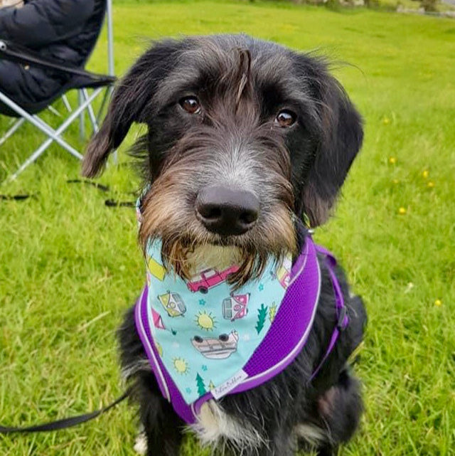 Happy Camper Dog Bandana