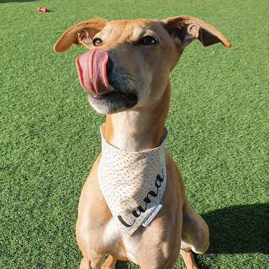 Springtime Dog Bandana