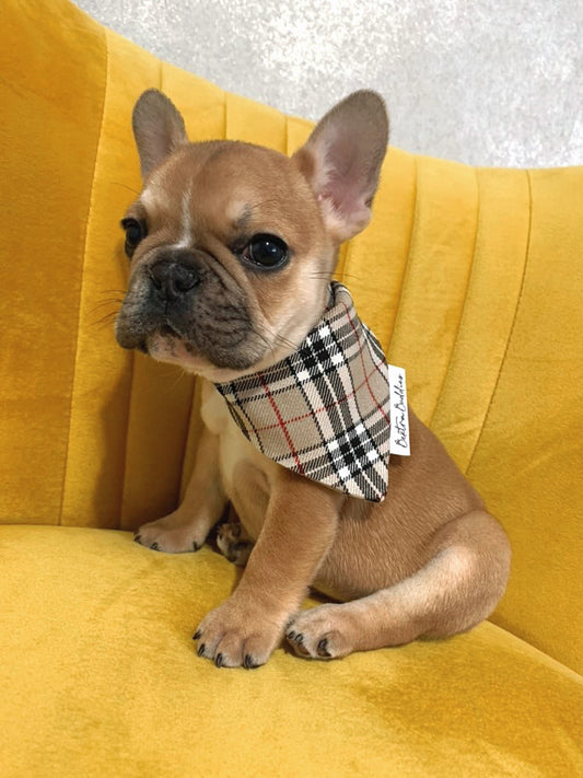 Furberry Dog Bandana