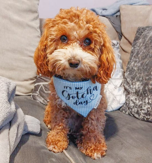 Blue Gingham Gotcha Day Bandana