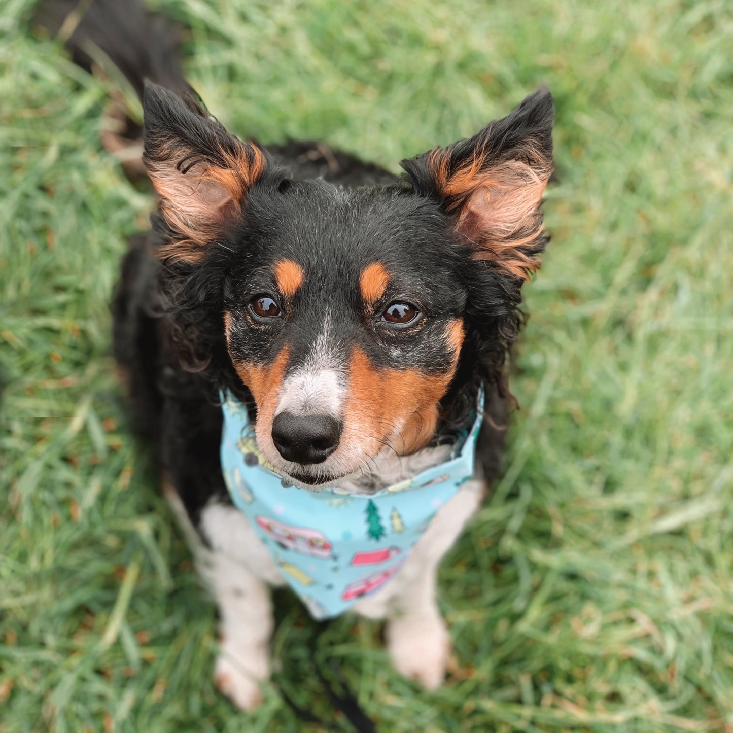 Happy Camper Dog Bandana