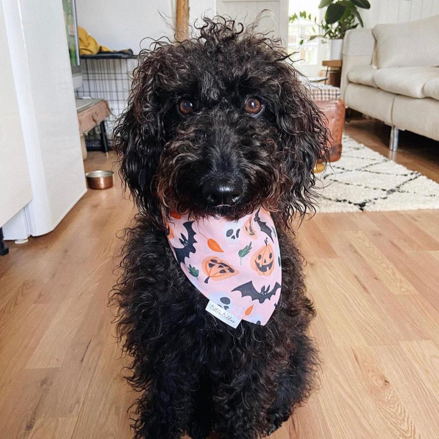 Peachy Pumpkins Bandana
