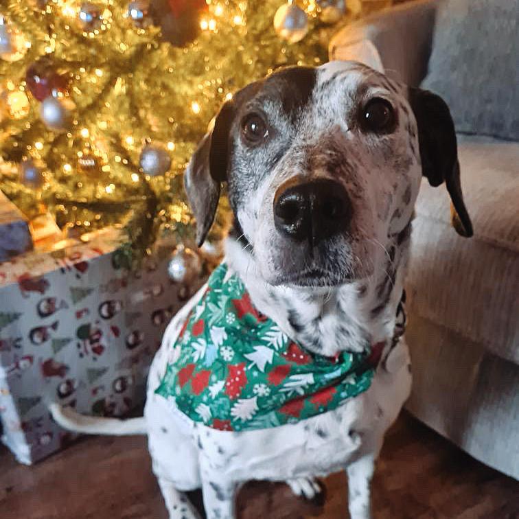 Christmas Trees Bandana