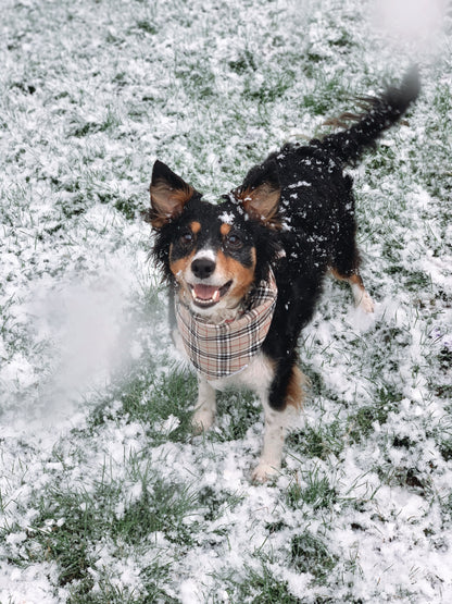 Furberry Dog Bandana