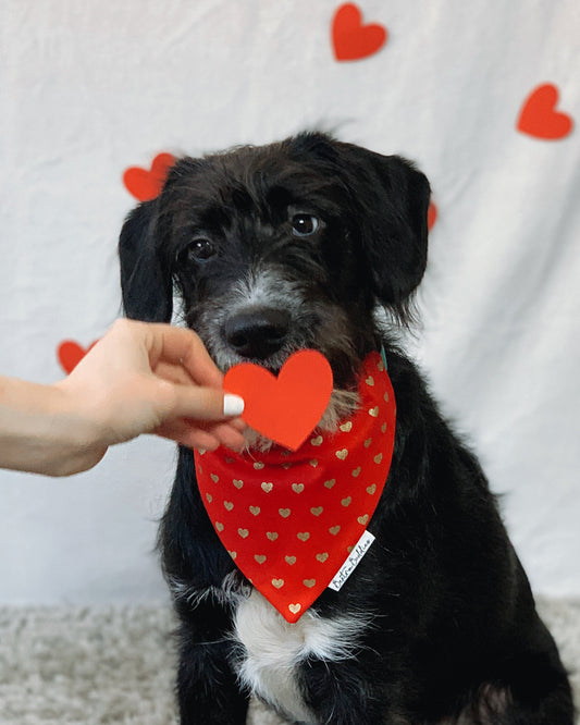 Gold Hearts Bandana