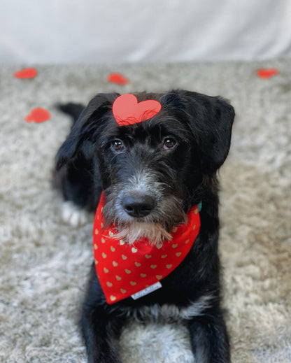 Gold Hearts Bandana