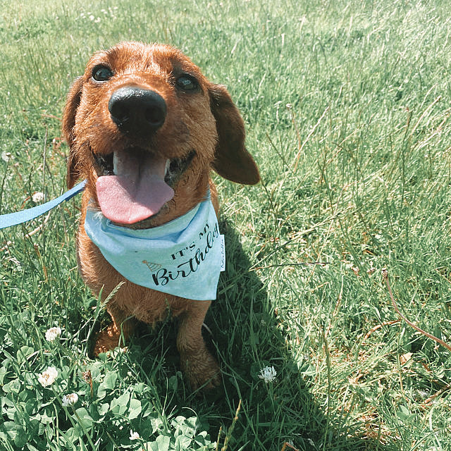 It's My Birthday Bandana - Blue