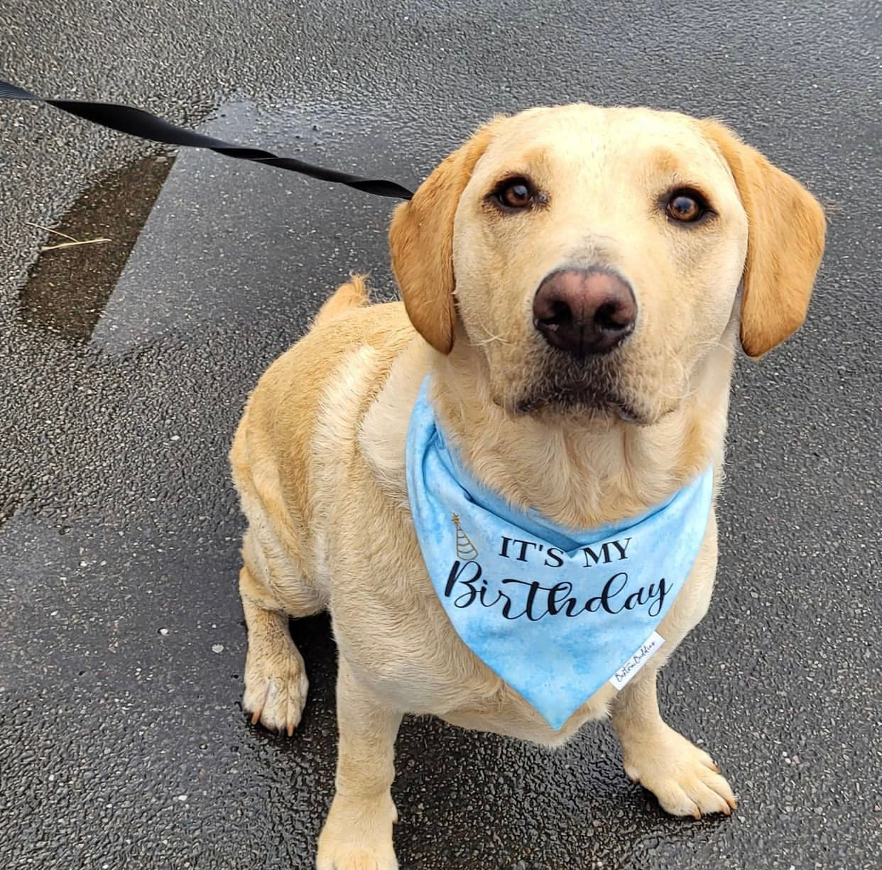 It's My Birthday Bandana - Blue