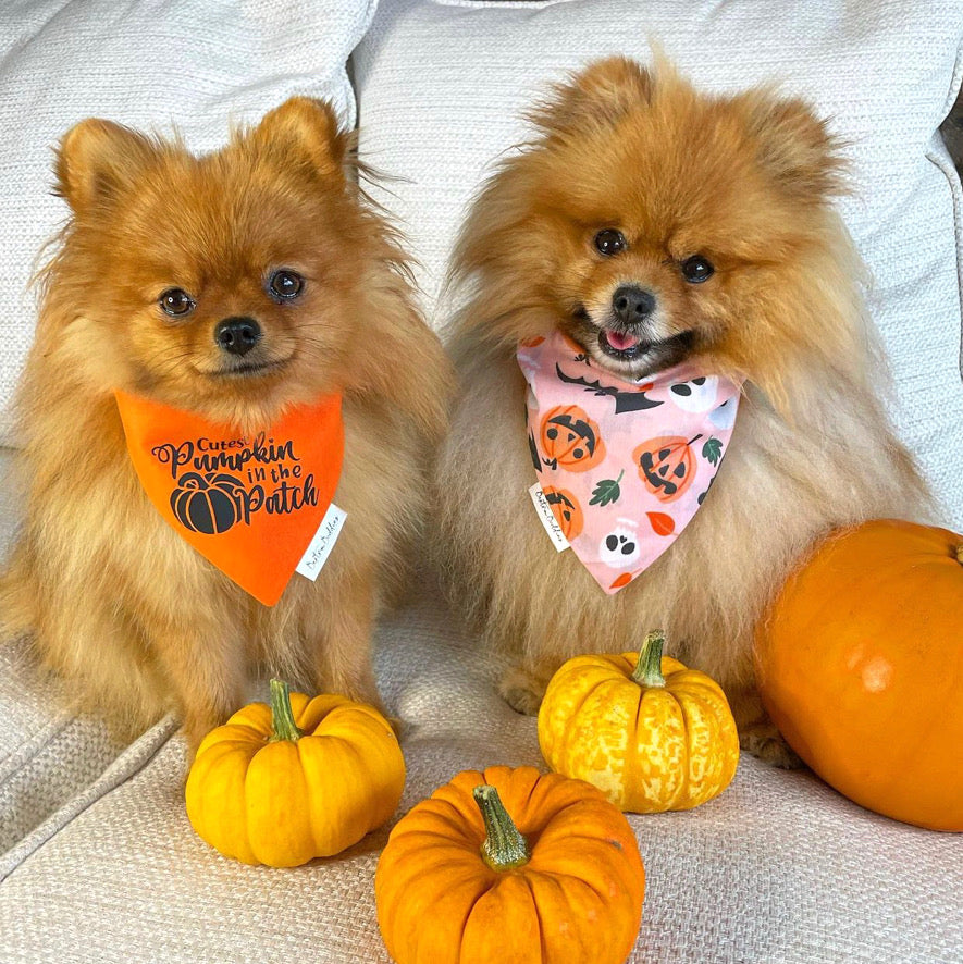 Peachy Pumpkins Bandana