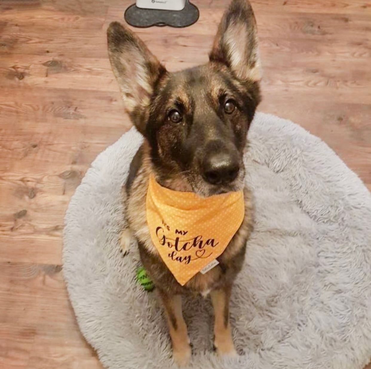 Yellow Dot Gotcha Day Bandana