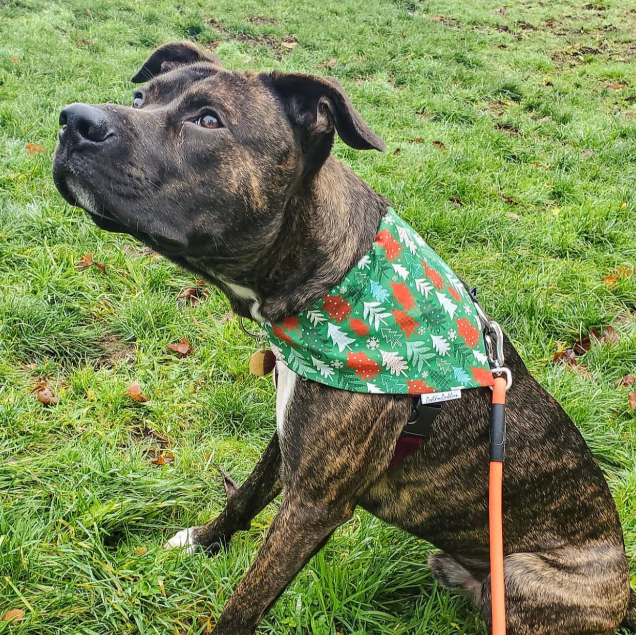 Christmas Trees Bandana