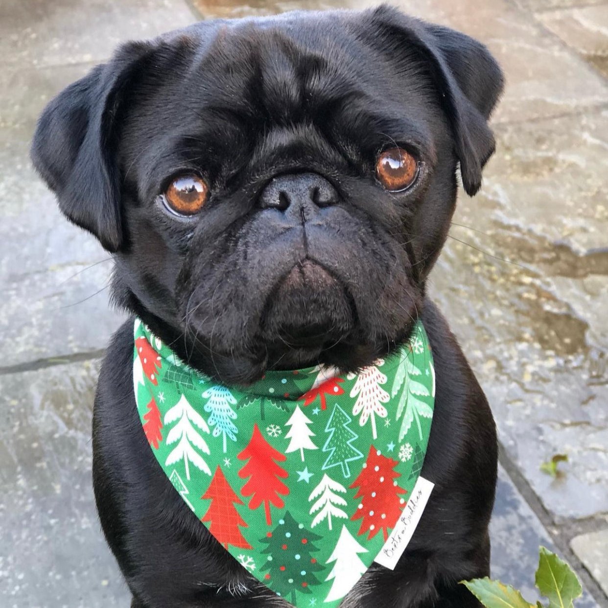 Christmas Trees Bandana