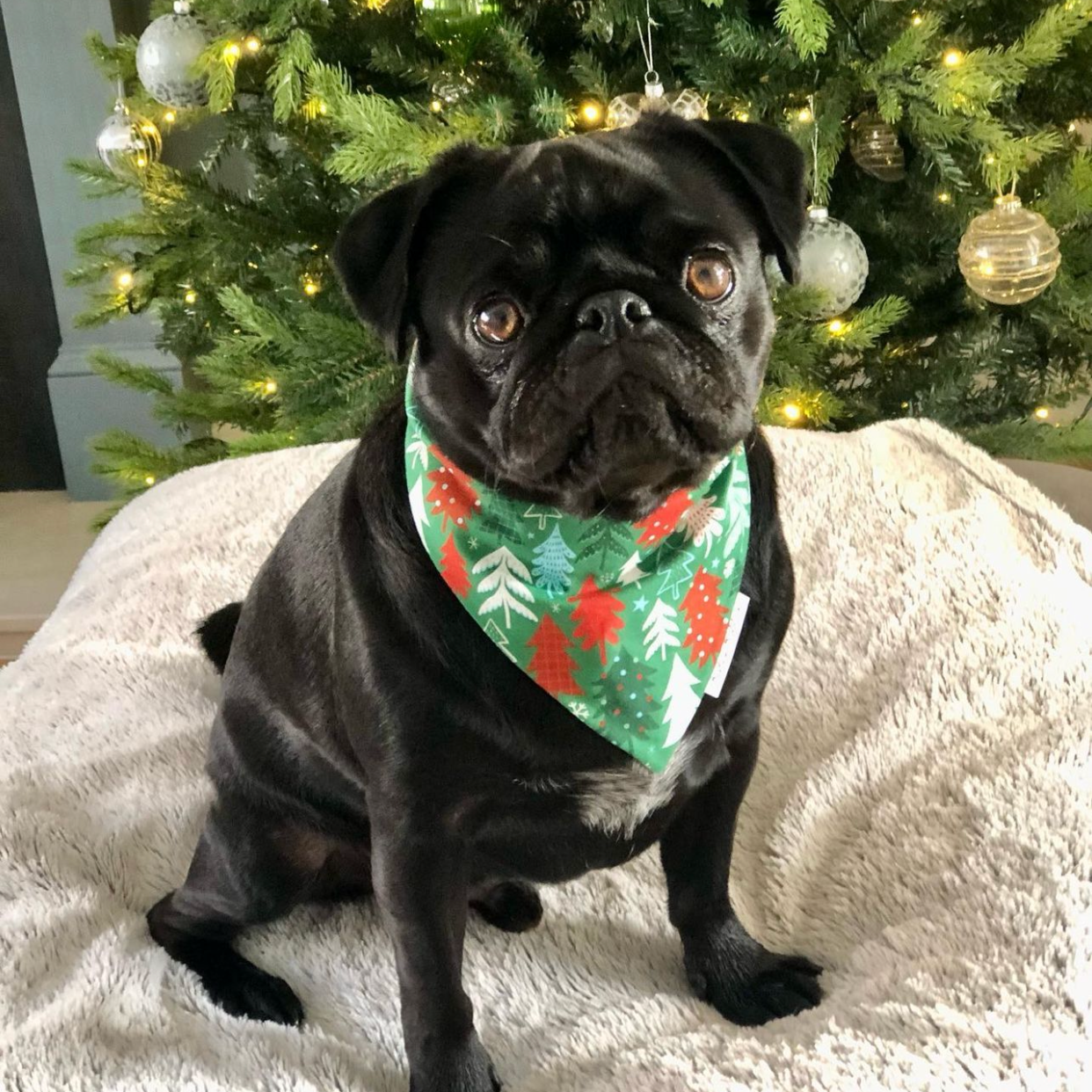 Christmas Trees Bandana