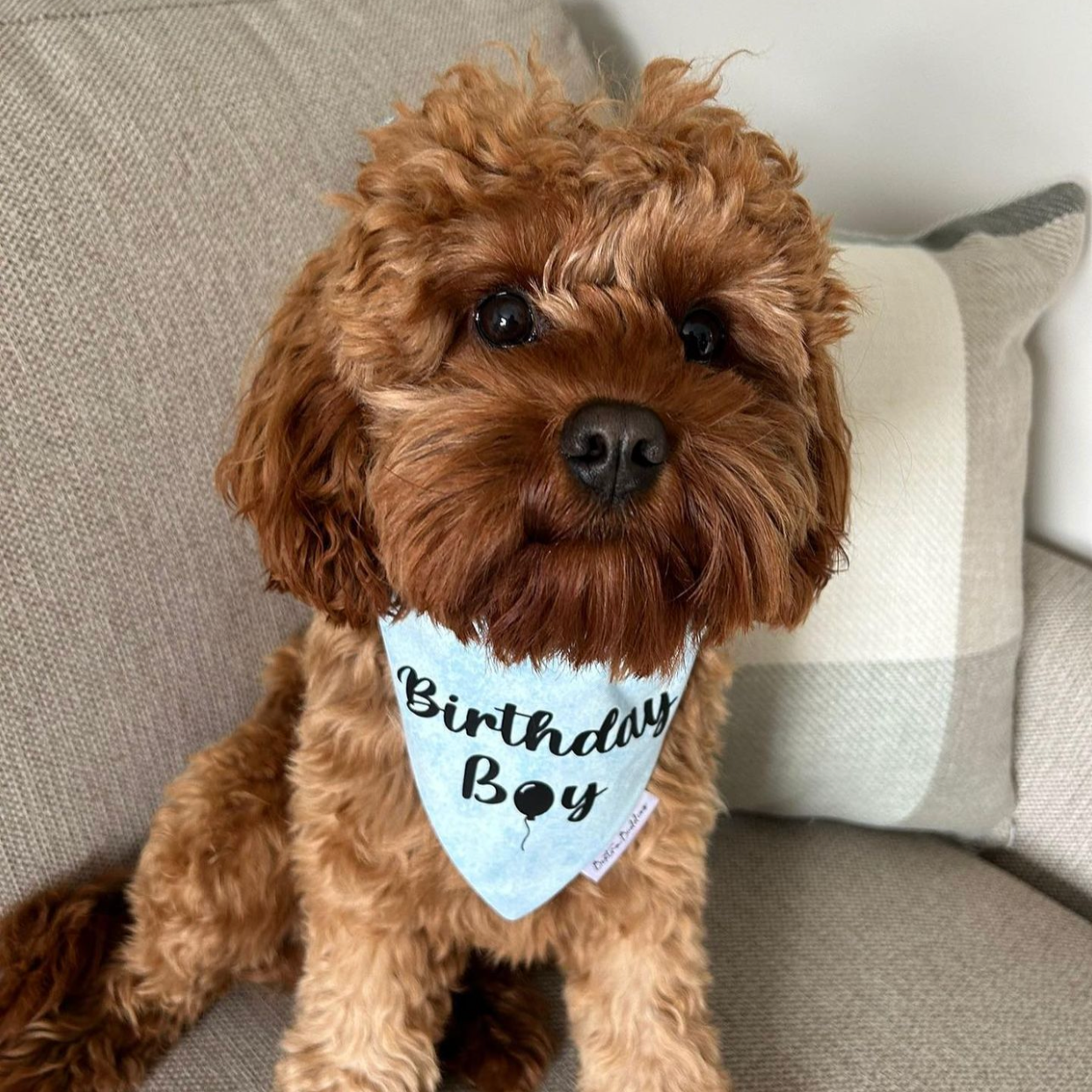 Birthday Boy Bandana