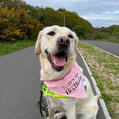 It's My Birthday Bandana- Pink