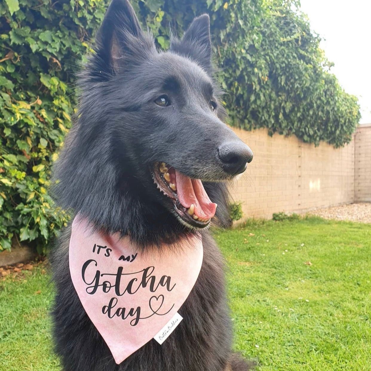 Pink Gotcha Day Bandana