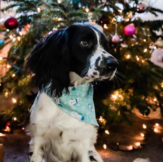 Frosty Dog Bandana