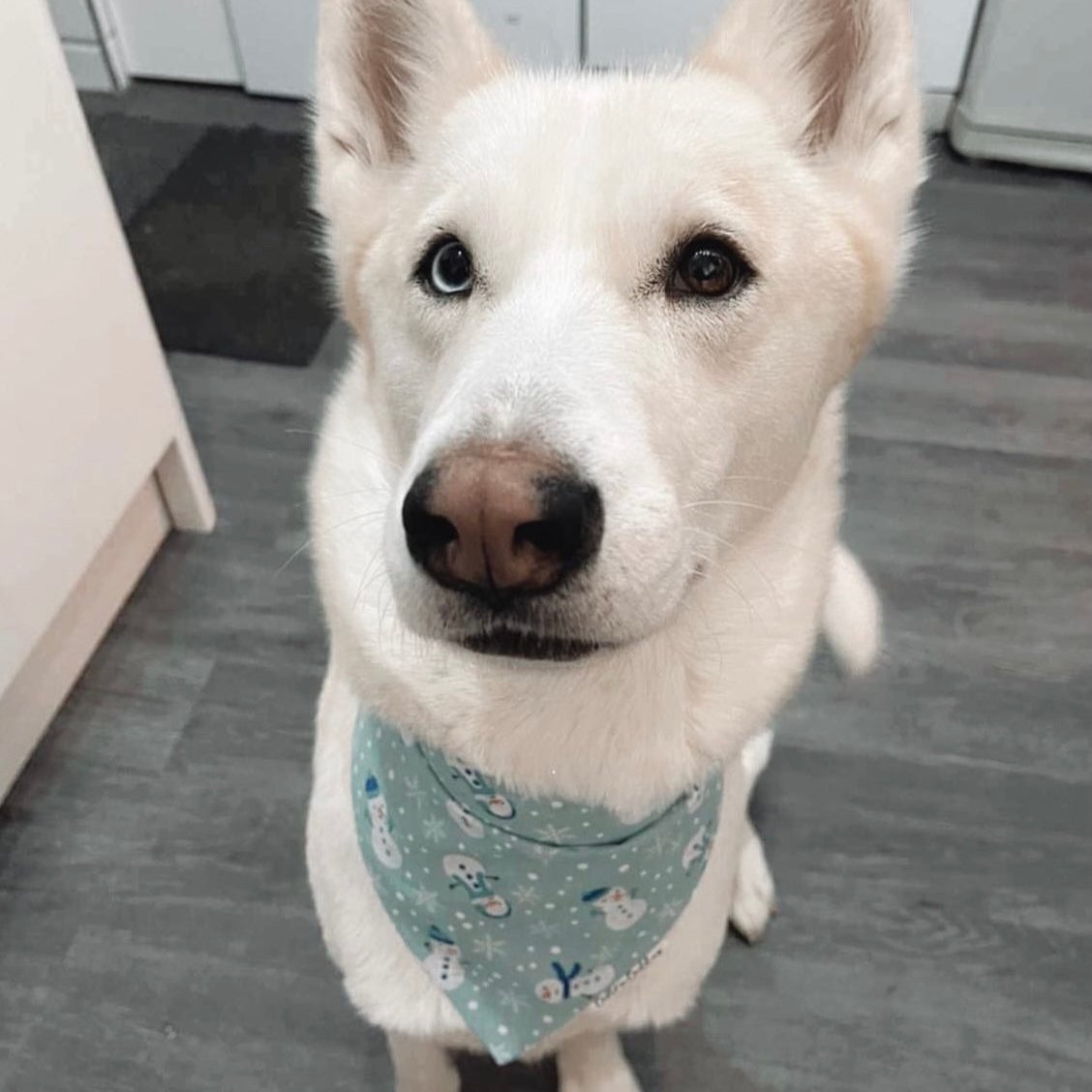 Frosty Dog Bandana