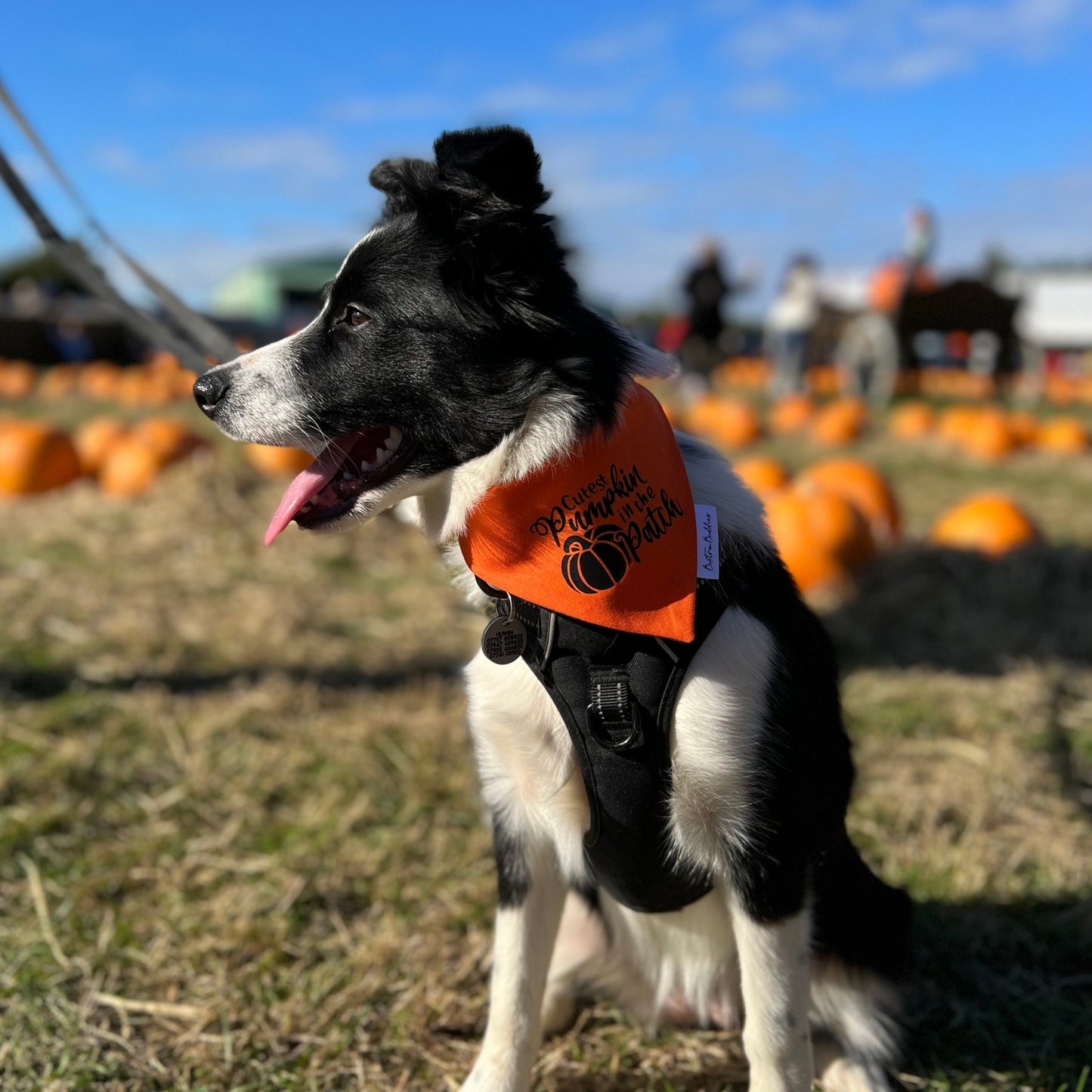 Cutest Pumpkin Dog Bandana