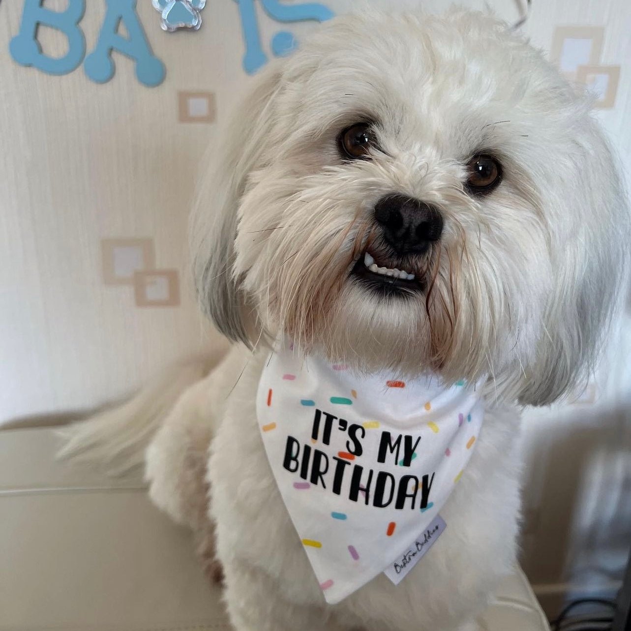 Sprinkles Birthday Bandana