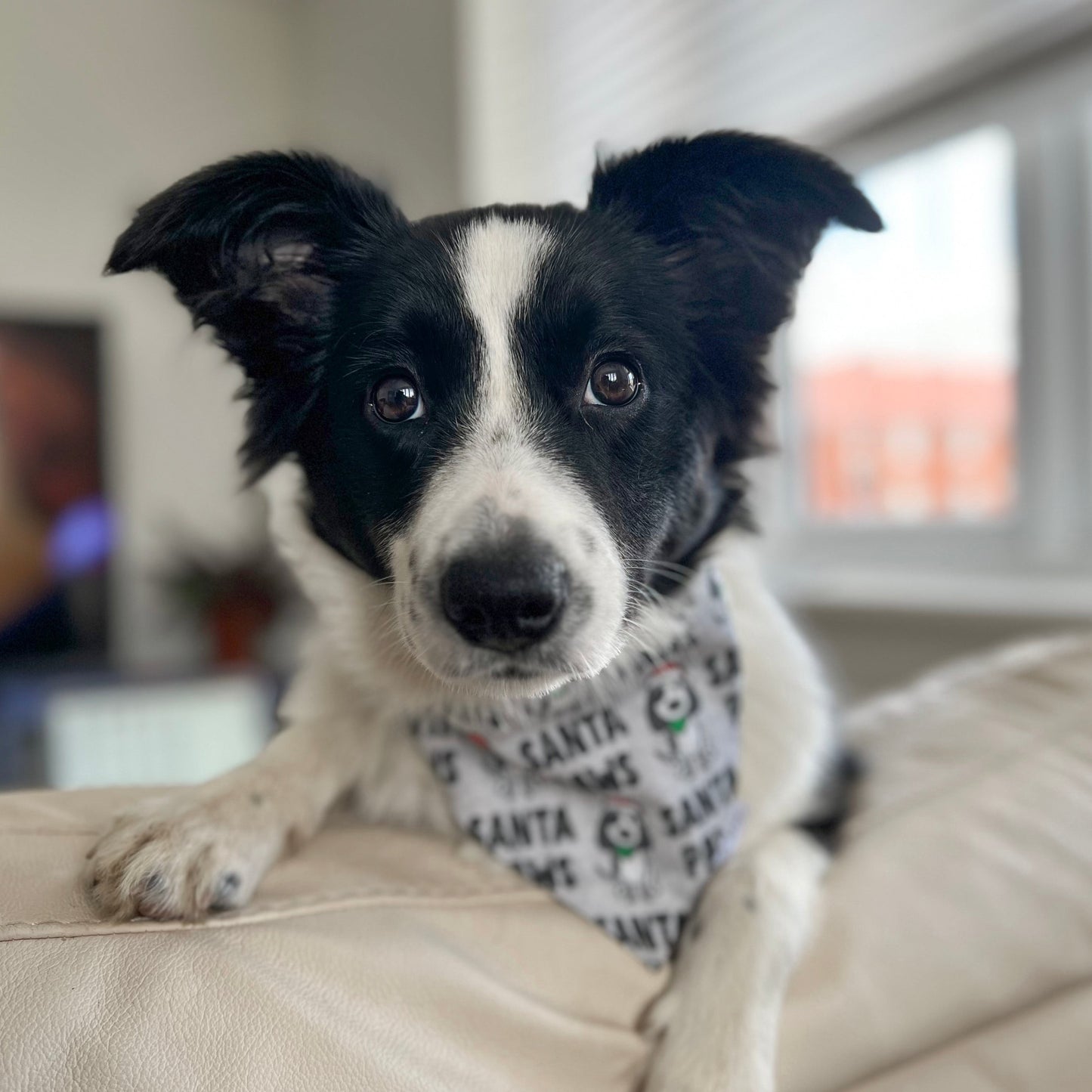 Santa Paws Bandana