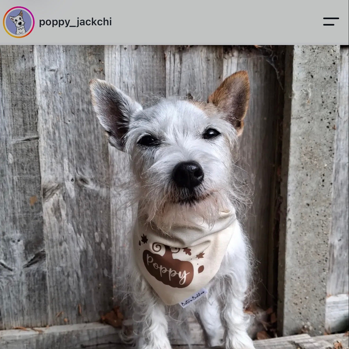 A small white dog with brown ears sits in front of a weathered wooden fence, wearing a beige bandana with a brown graphic that says 'Poppy' and a small white tag reading 'Bextra Buddies'.