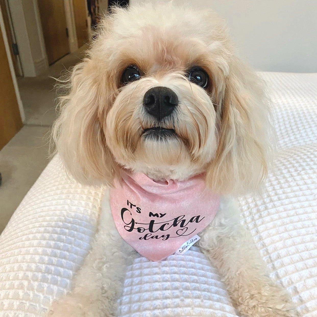 Pink Gotcha Day Bandana