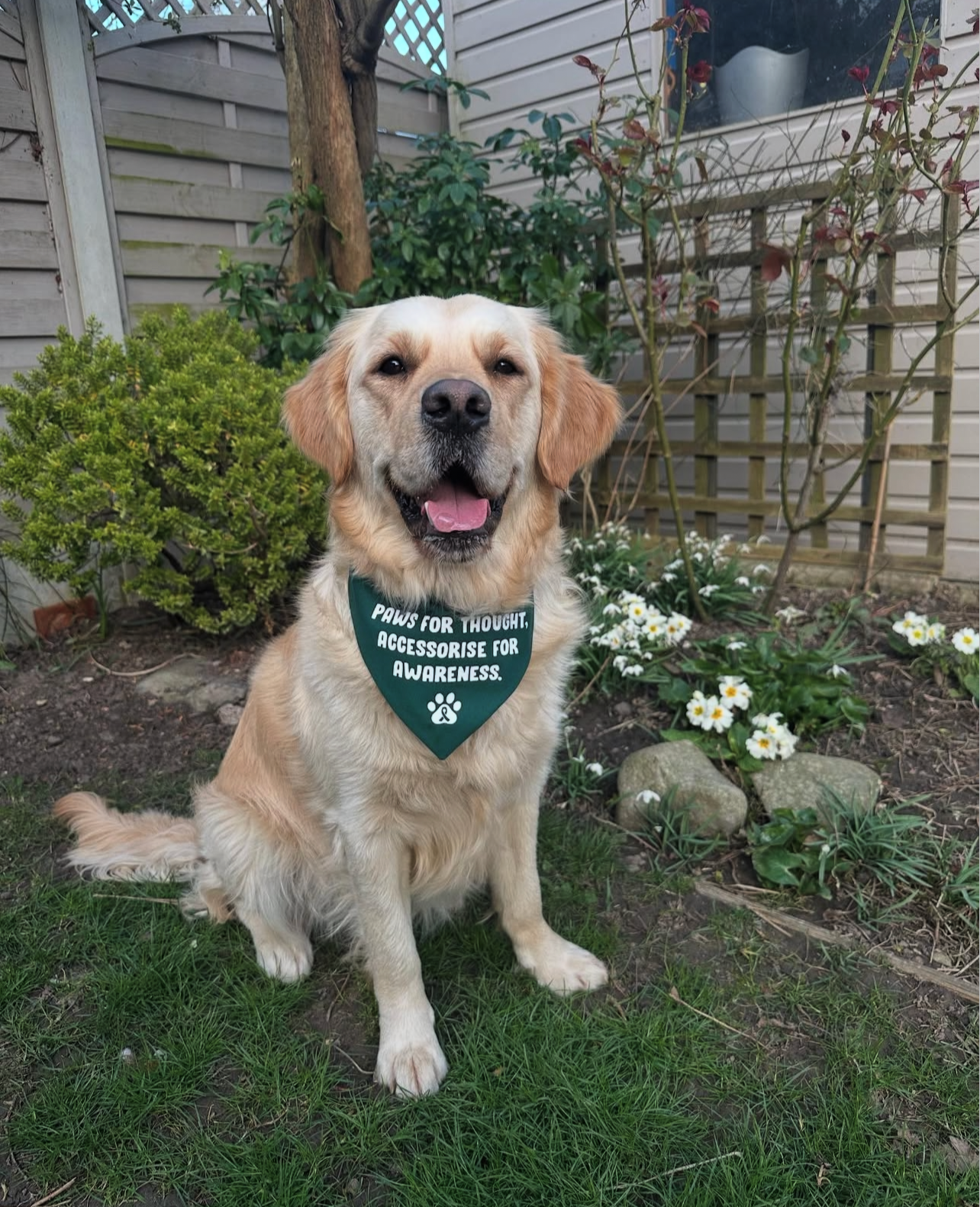The Paws For Thought Project Bandana
