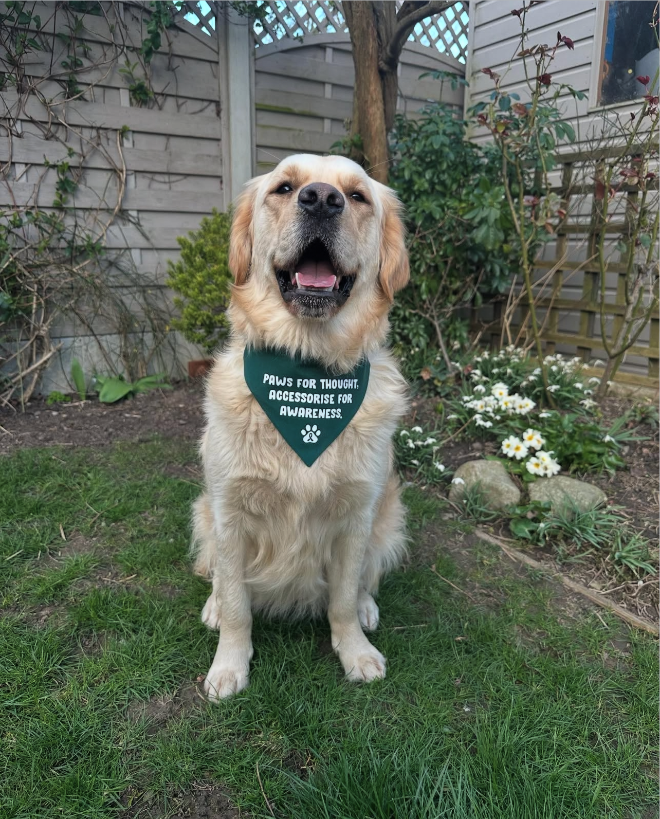 The Paws For Thought Project Bandana