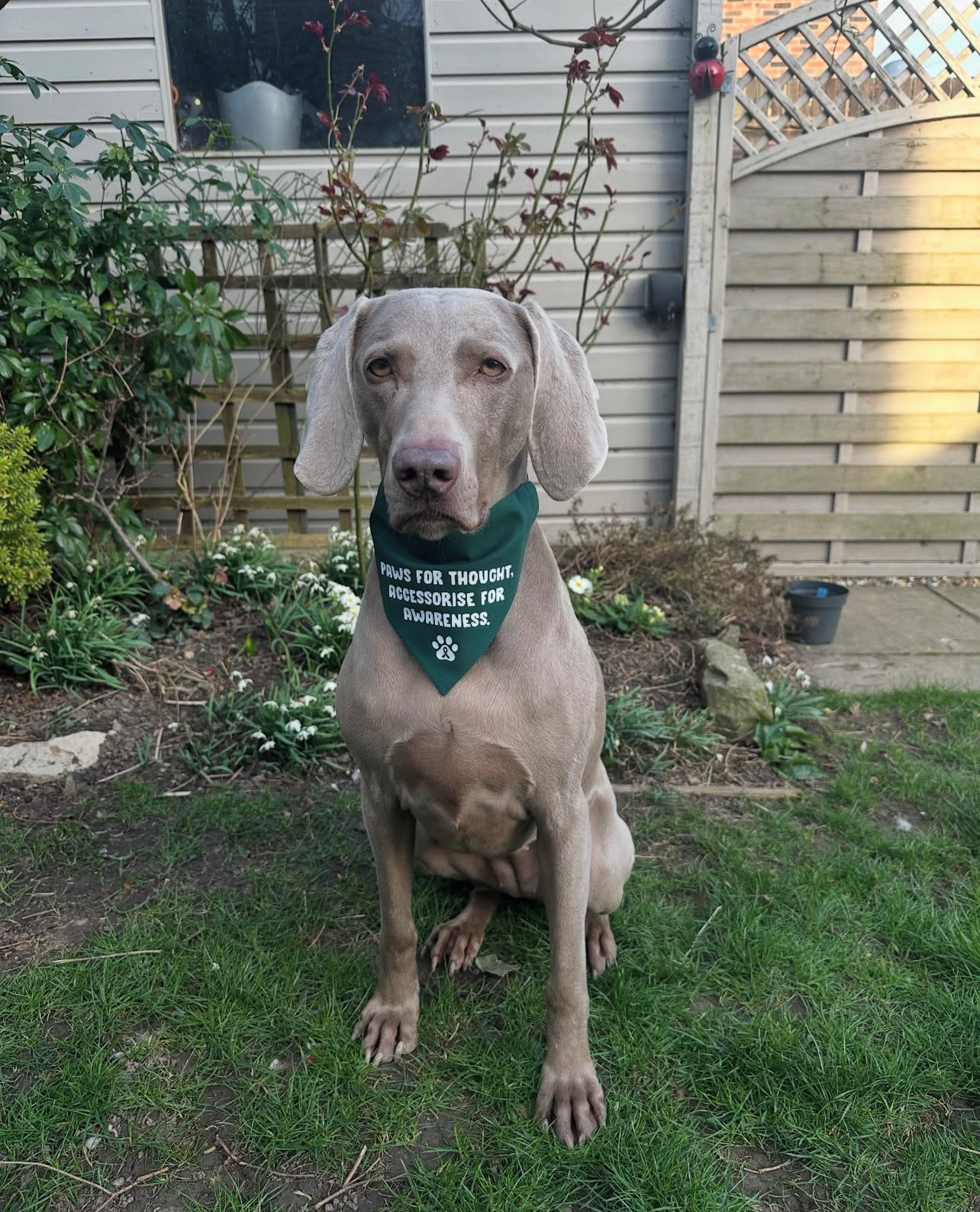 The Paws For Thought Project Bandana