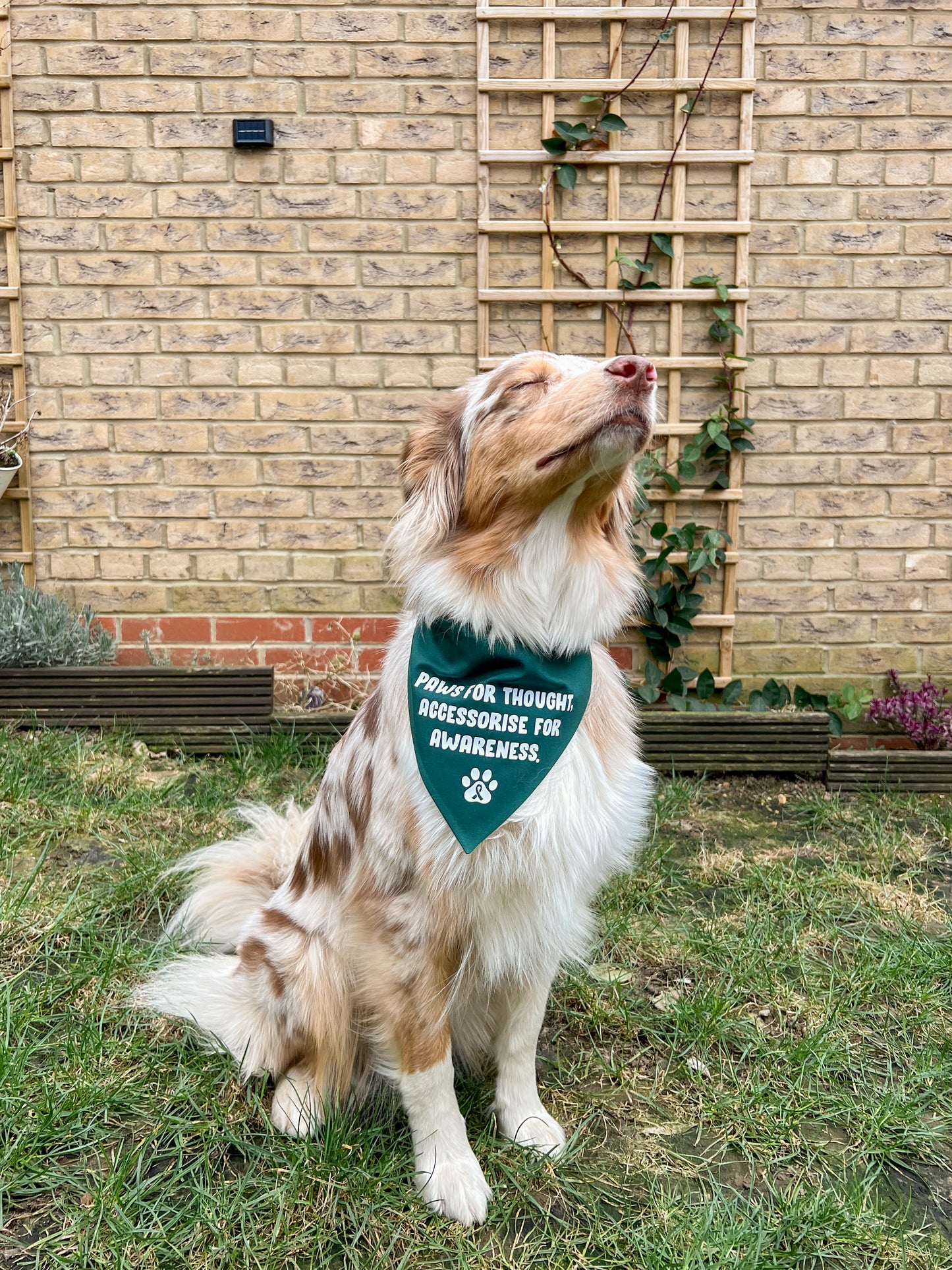 The Paws For Thought Project Bandana
