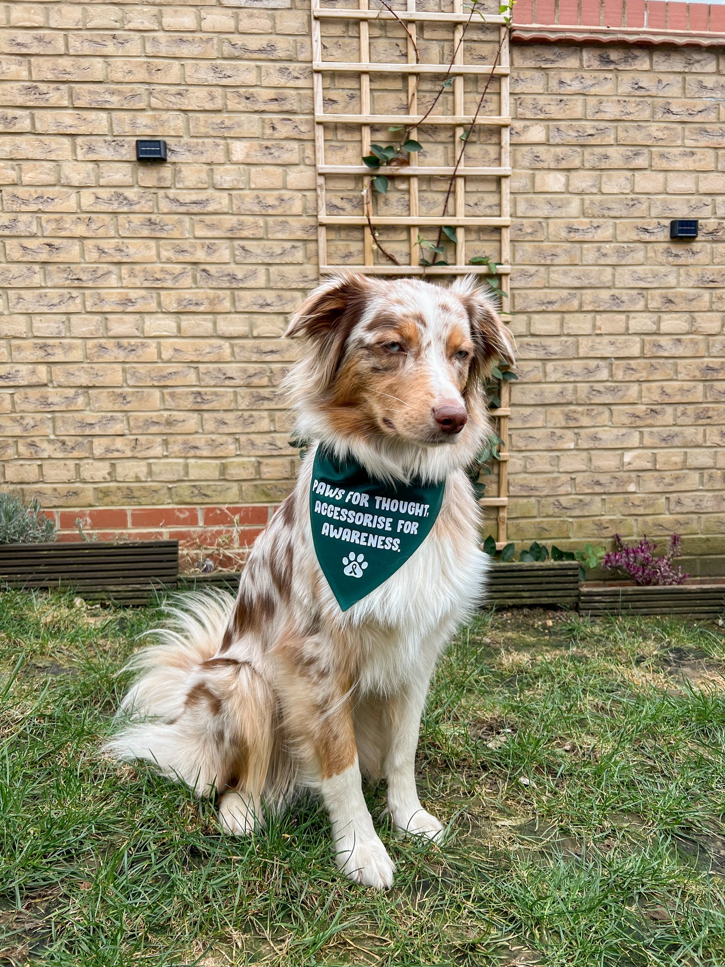 The Paws For Thought Project Bandana