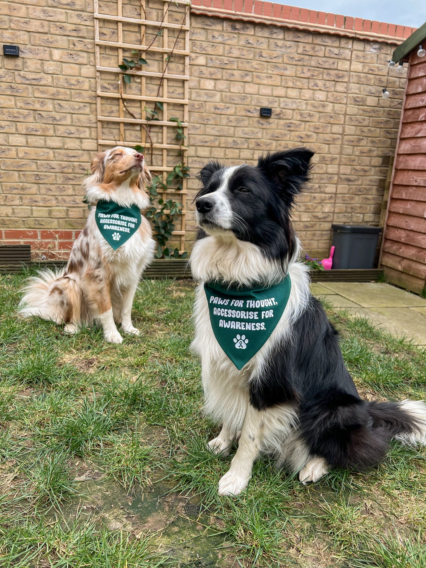 The Paws For Thought Project Bandana