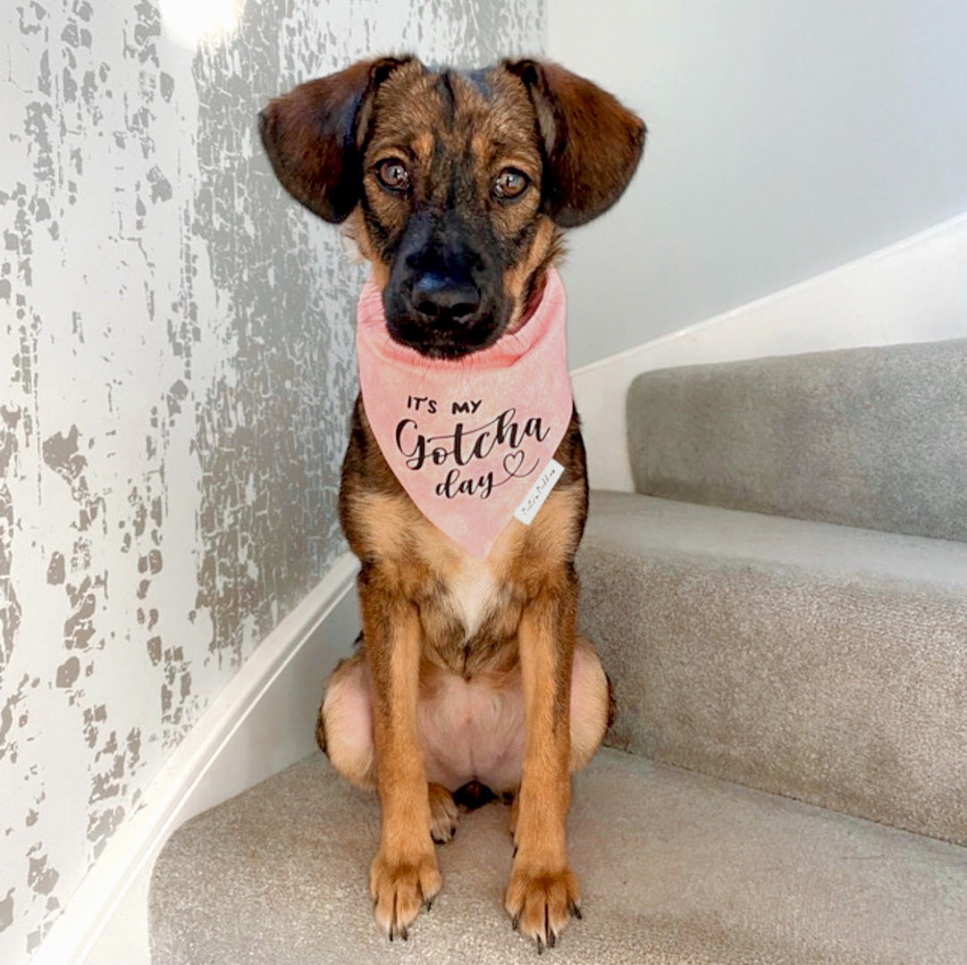 Pink Gotcha Day Bandana