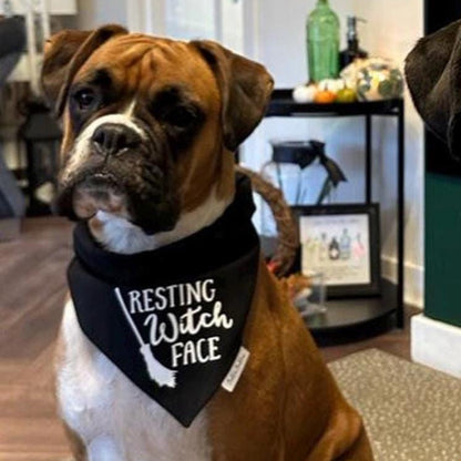 A brown and white Boxer dog wearing a black bandana with the white text 'RESTING WITCH FACE' sits indoors.