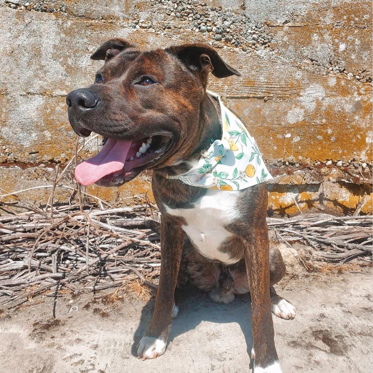 Lemon Dog Bandana