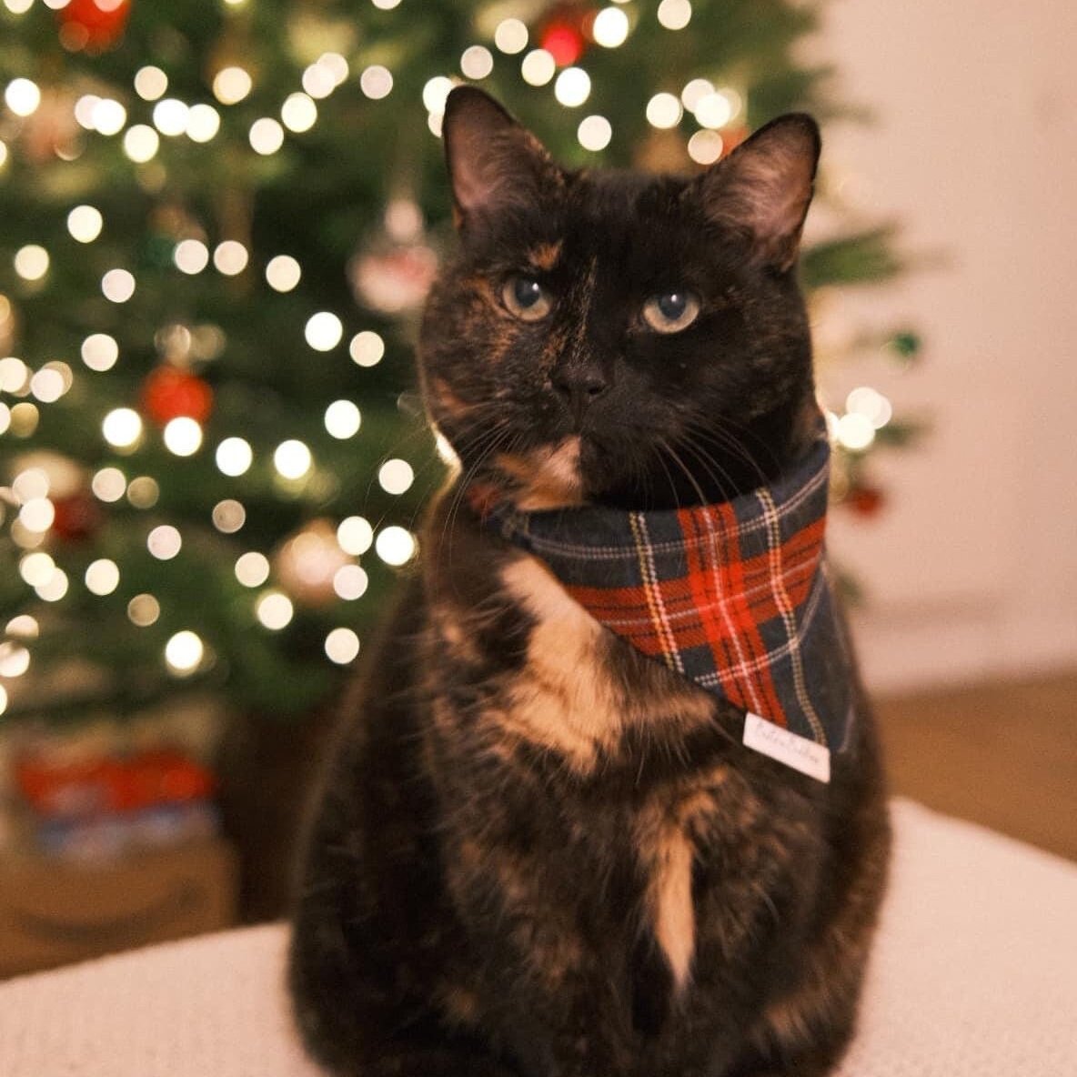 Winter Tartan Bandana