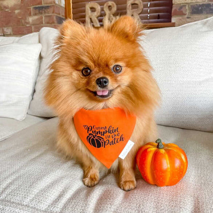 Cutest Pumpkin Dog Bandana