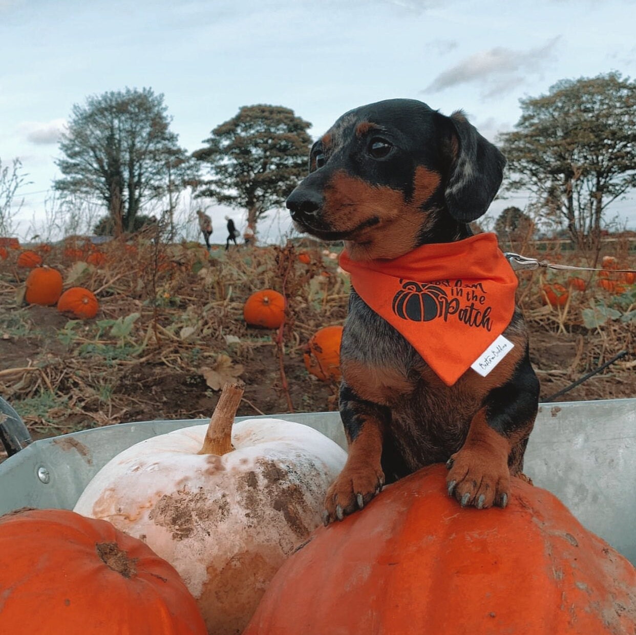 Cutest Pumpkin Dog Bandana